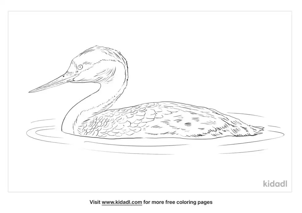 Western Grebe Coloring Page