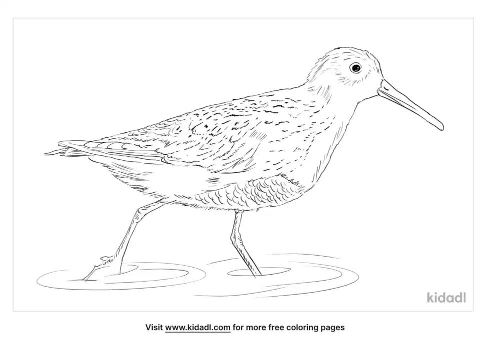 Dunlin Coloring Page