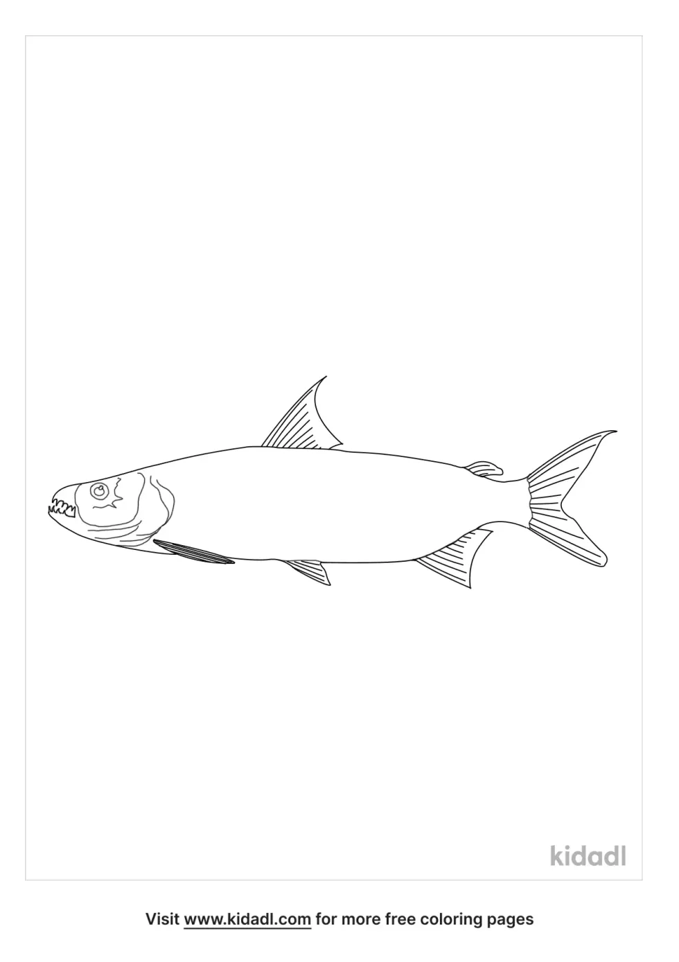 Tiger Fish Coloring Page | Kidadl
