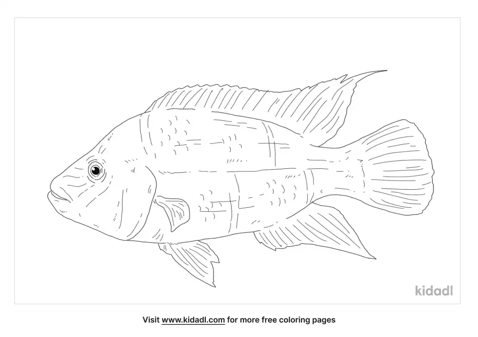 Wolf Cichlid Coloring Page