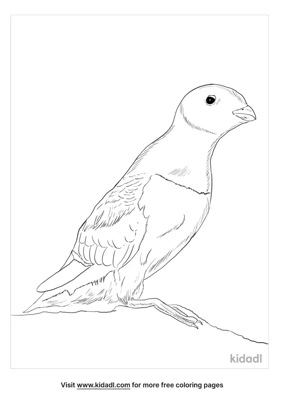 Little Auk Coloring Page