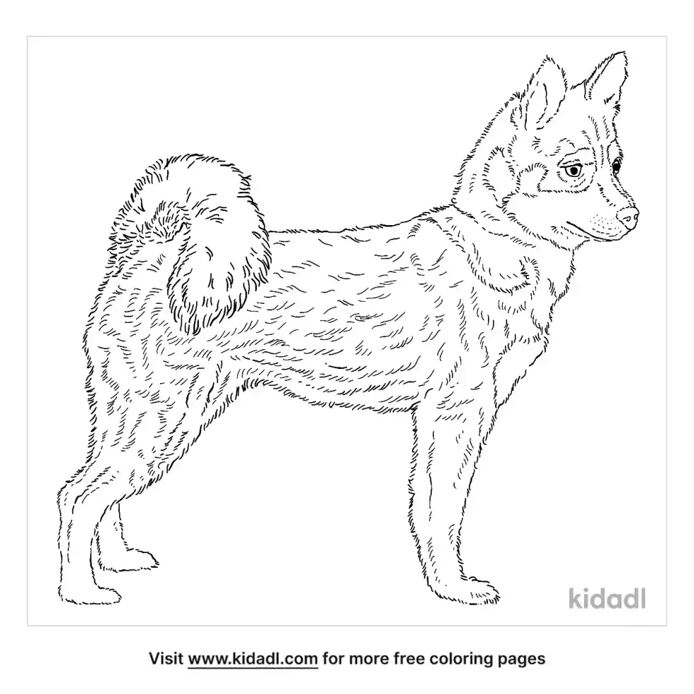 Miniature Husky Coloring Page