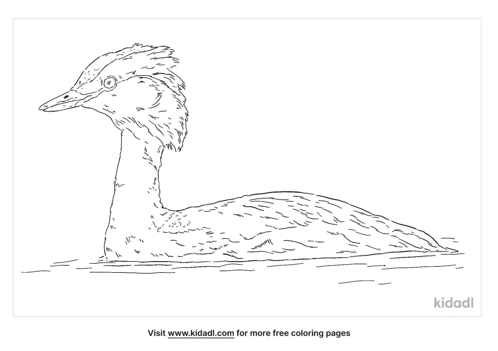 Horned Grebe Coloring Page