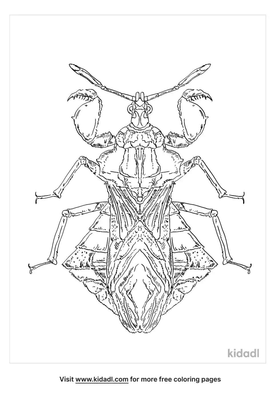 Ambush Bug Coloring Page