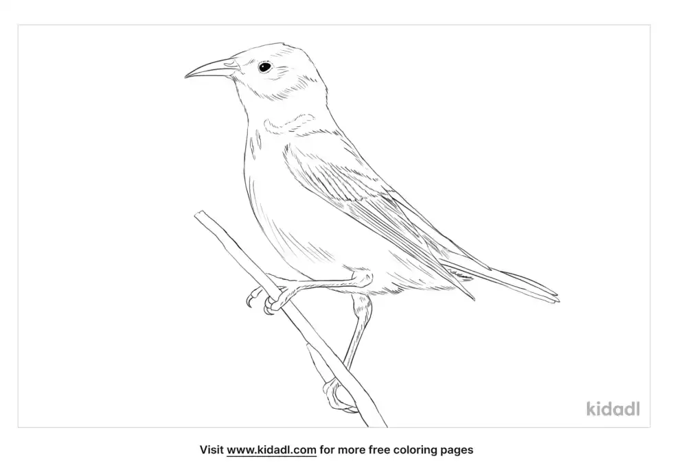 Apapane Coloring Page
