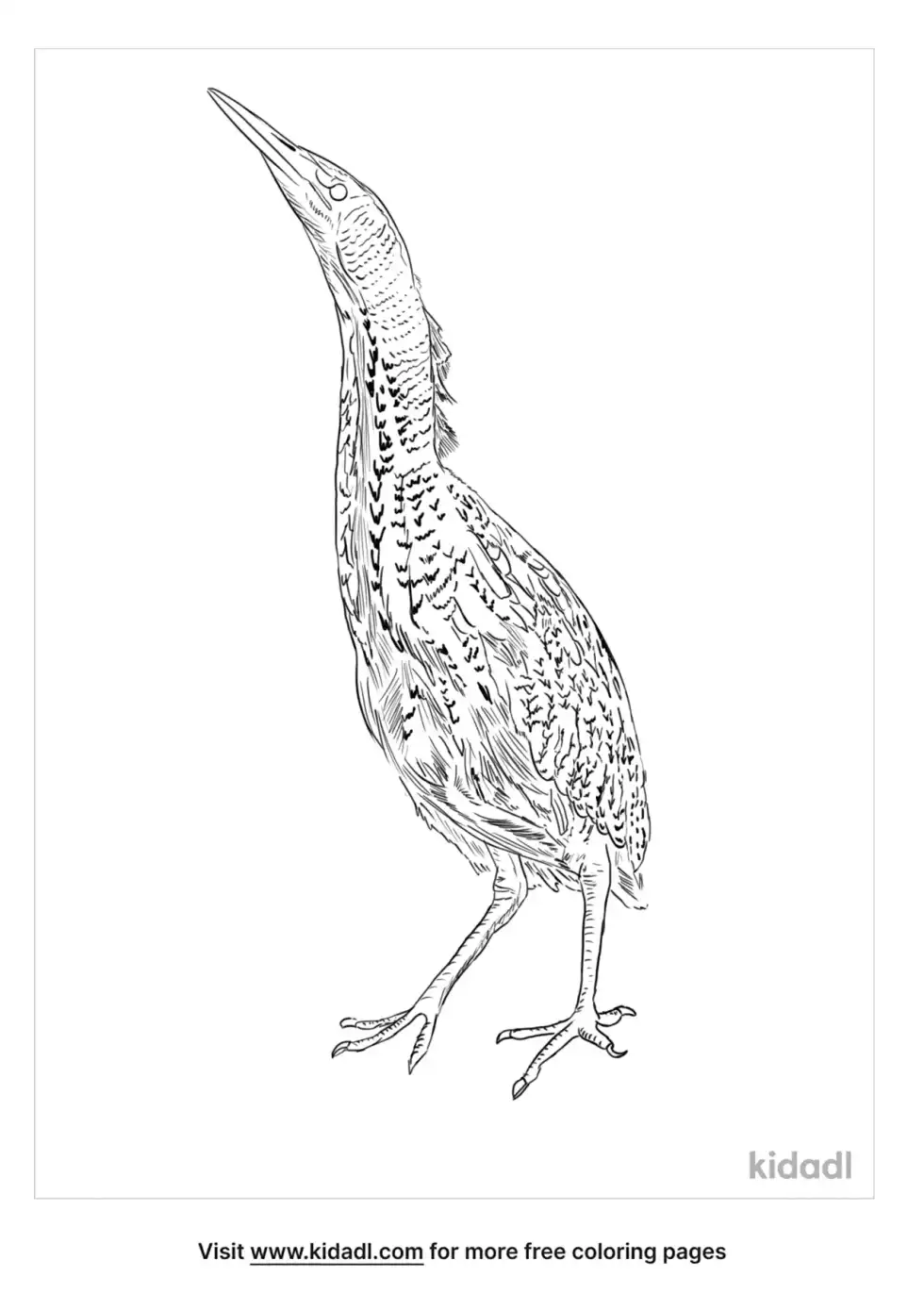 Eurasian Bittern Coloring Page