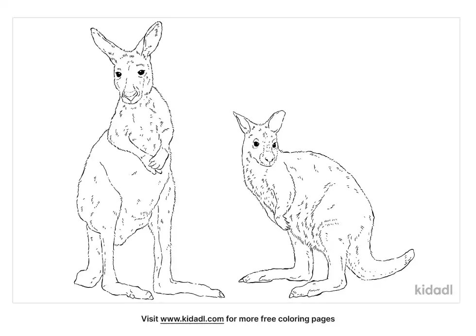 Kangaroo And Wallaby Coloring Page