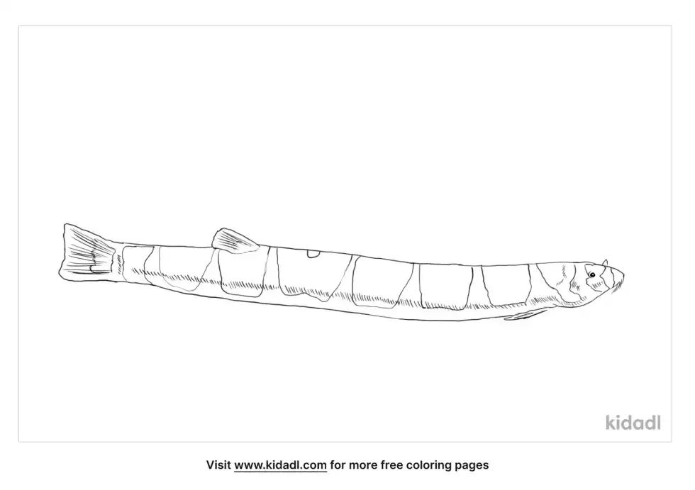 Kuhli Loach Coloring Page