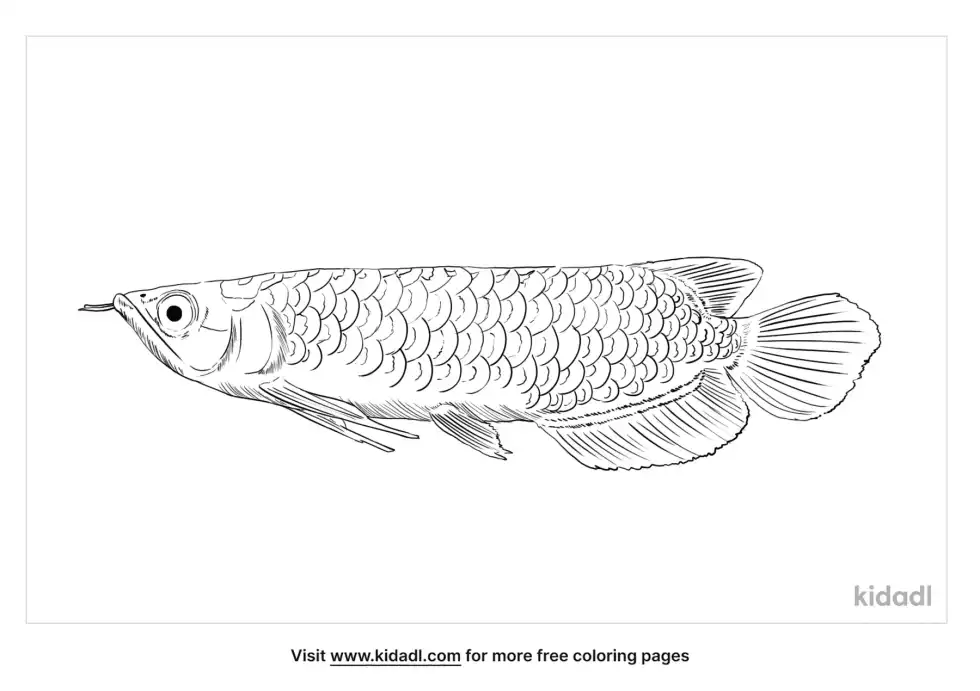 Arowana Coloring Page