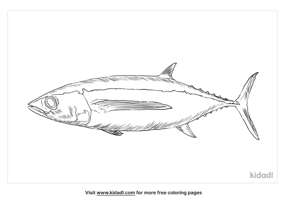 Albacore Coloring Page