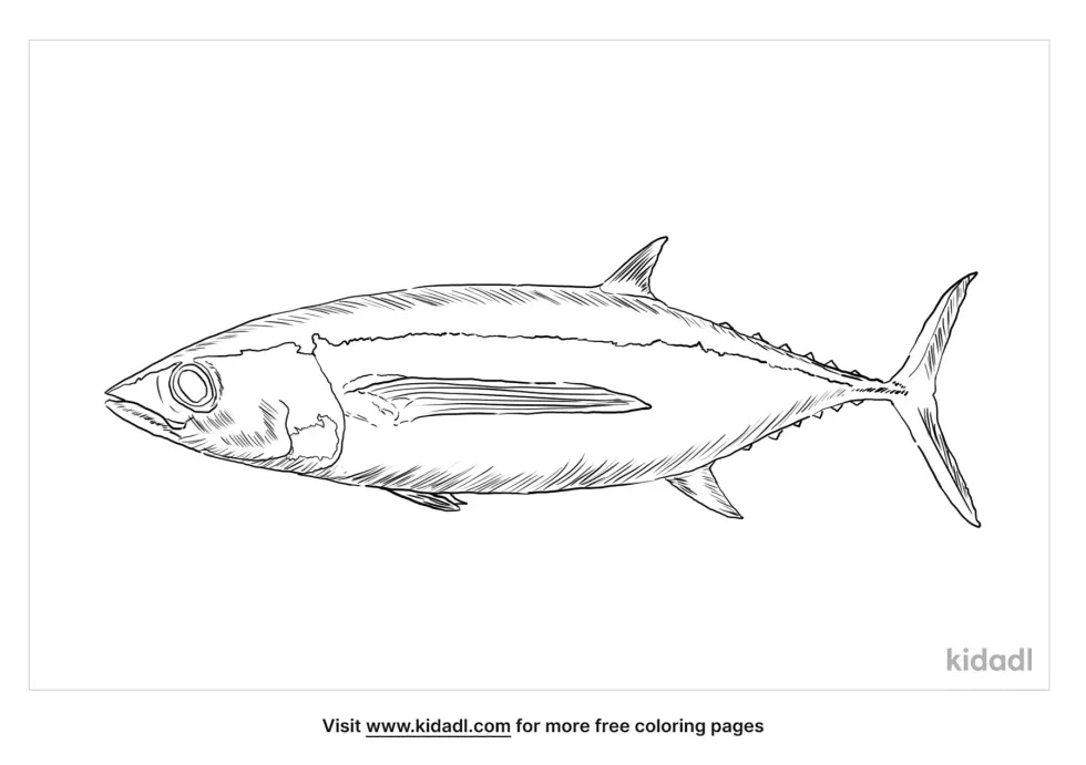Albacore Coloring Page