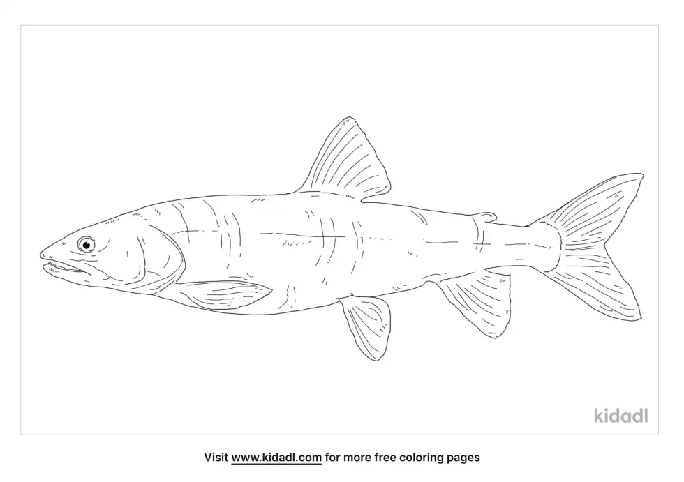 Lake Trout Coloring Page