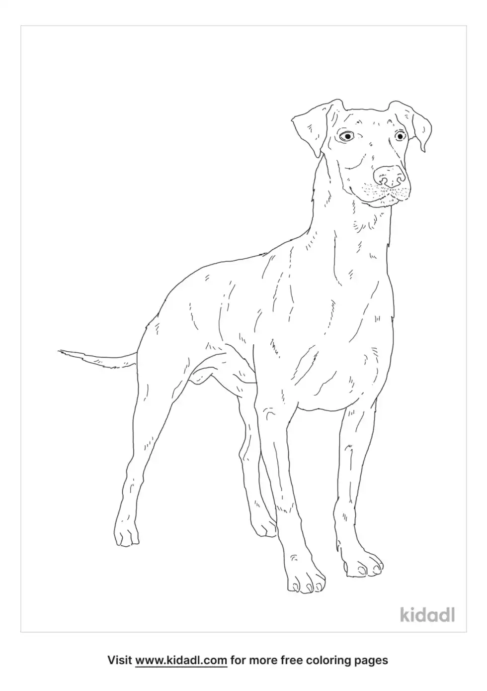 Manchester Terrier Coloring Page