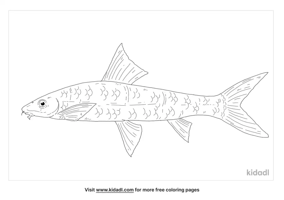 Siamese Algae Eater Coloring Page