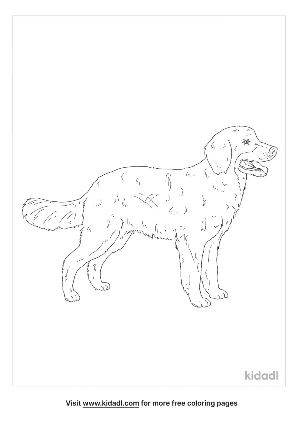 Hovawart Coloring Page