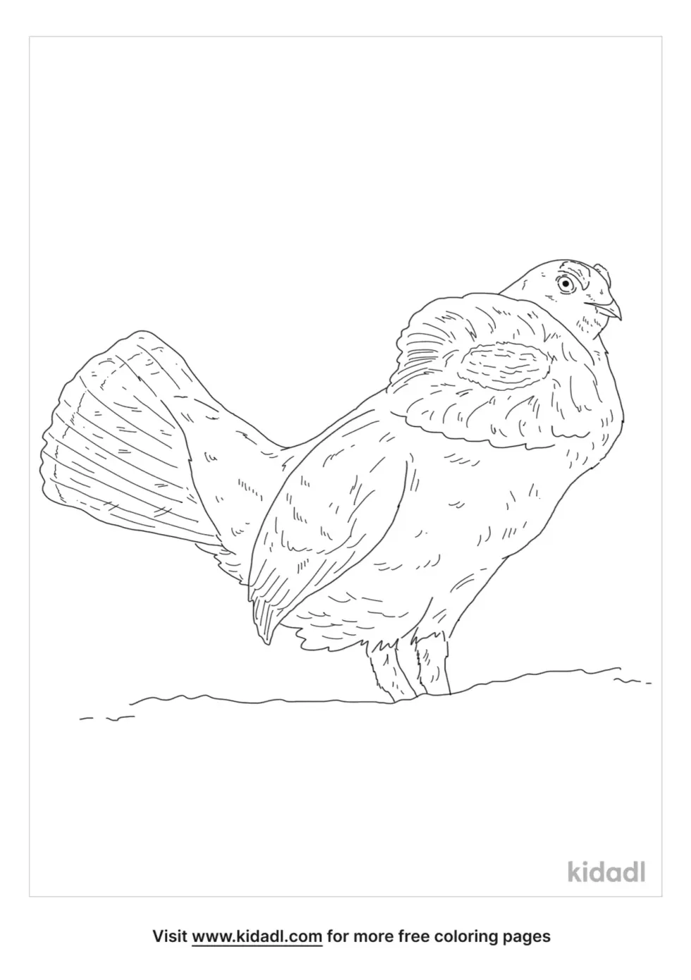 Sooty Grouse Coloring Page