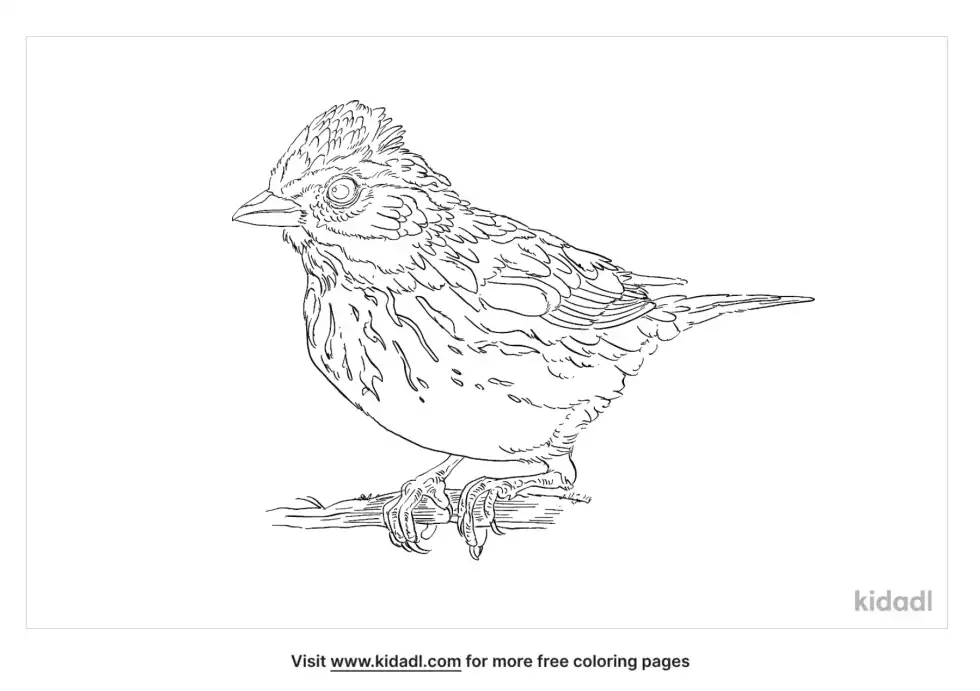Savannah Sparrow Coloring Page