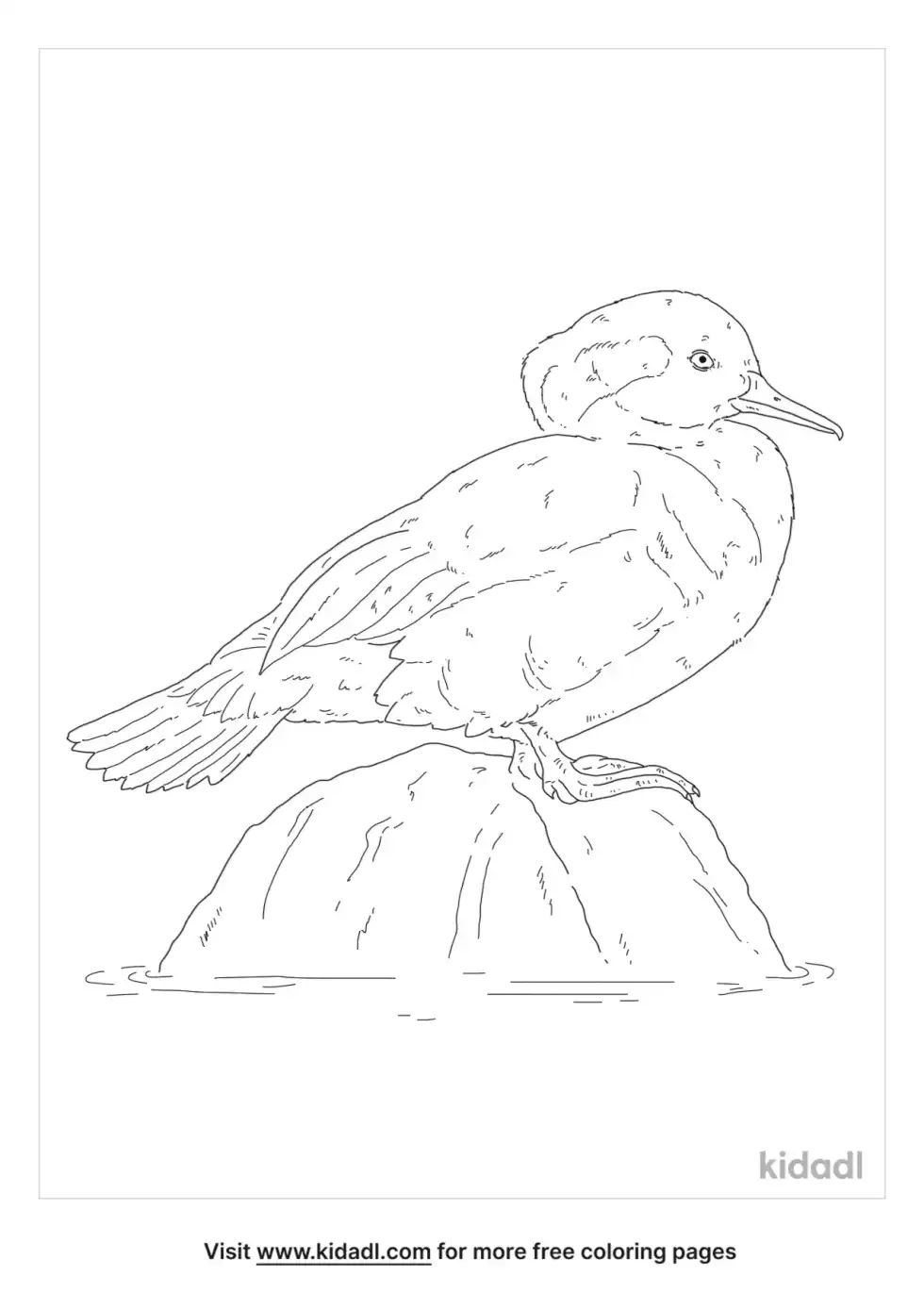 Hooded Merganser Coloring Page