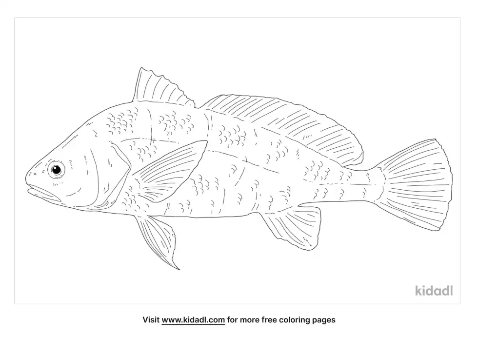 Freshwater Drum Coloring Page