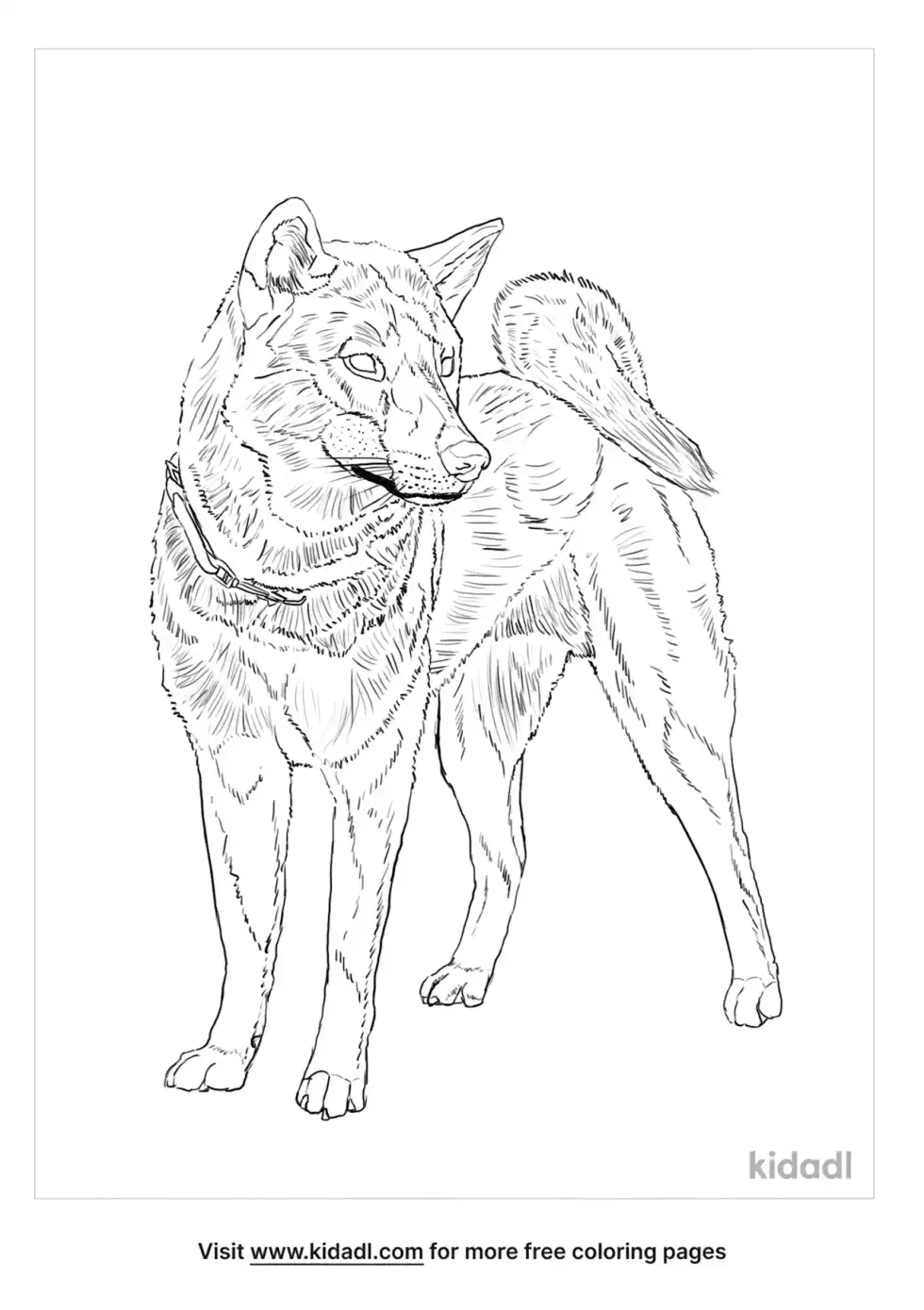 Shikoku Dog Coloring Page
