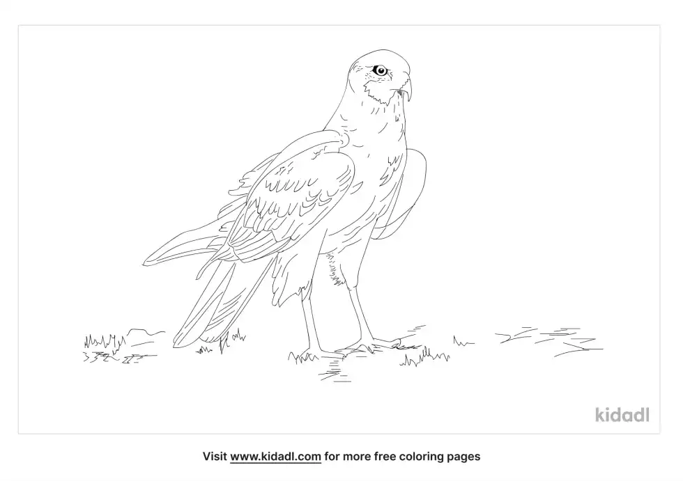 Western Marsh Harrier Coloring Page