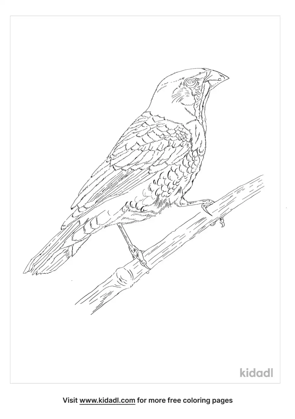 Scaly Breasted Munia Coloring Page