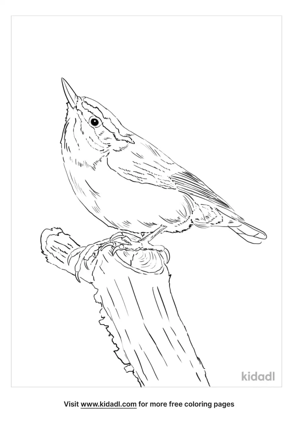Nuthatch Coloring Page