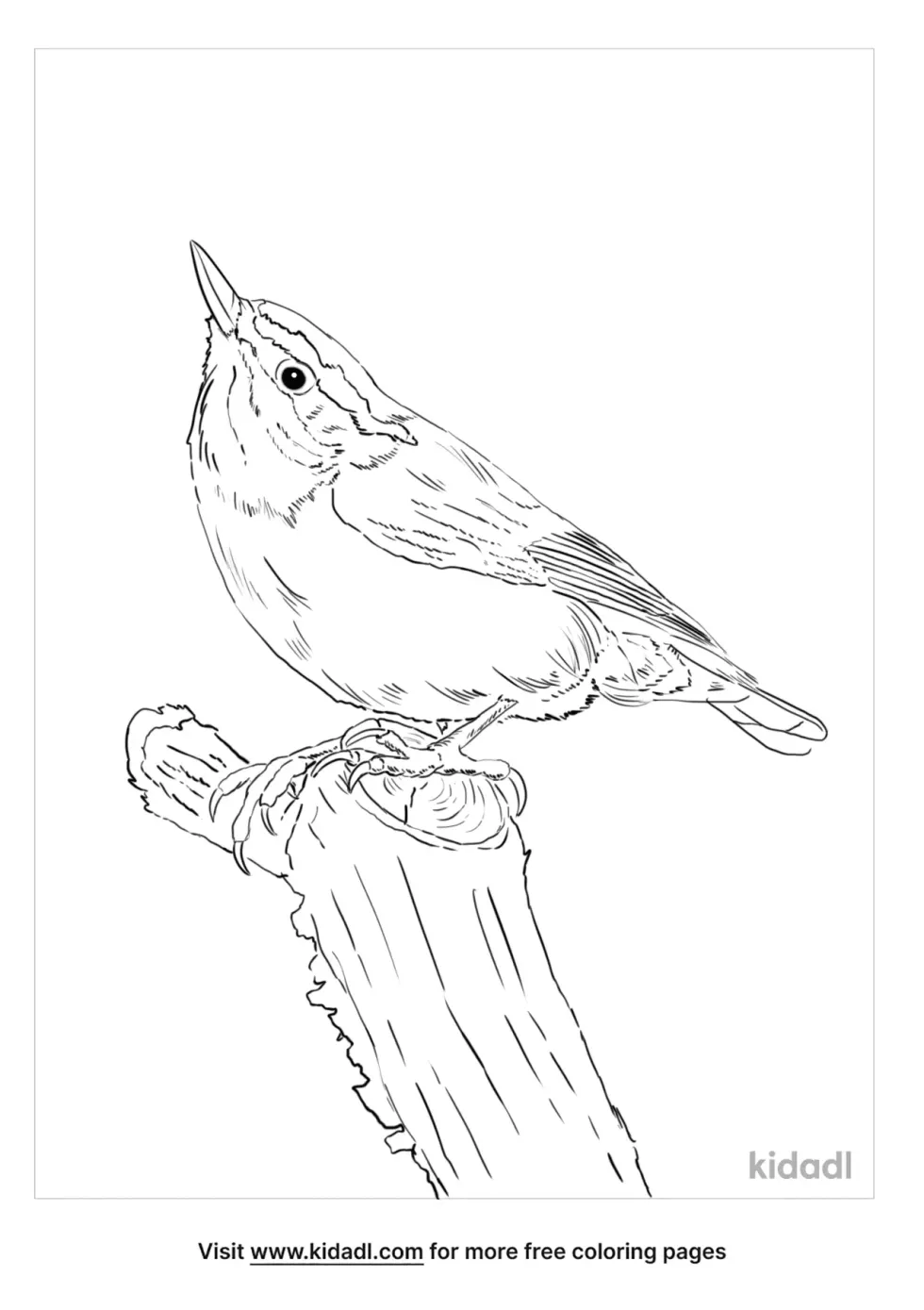 Nuthatch Coloring Page