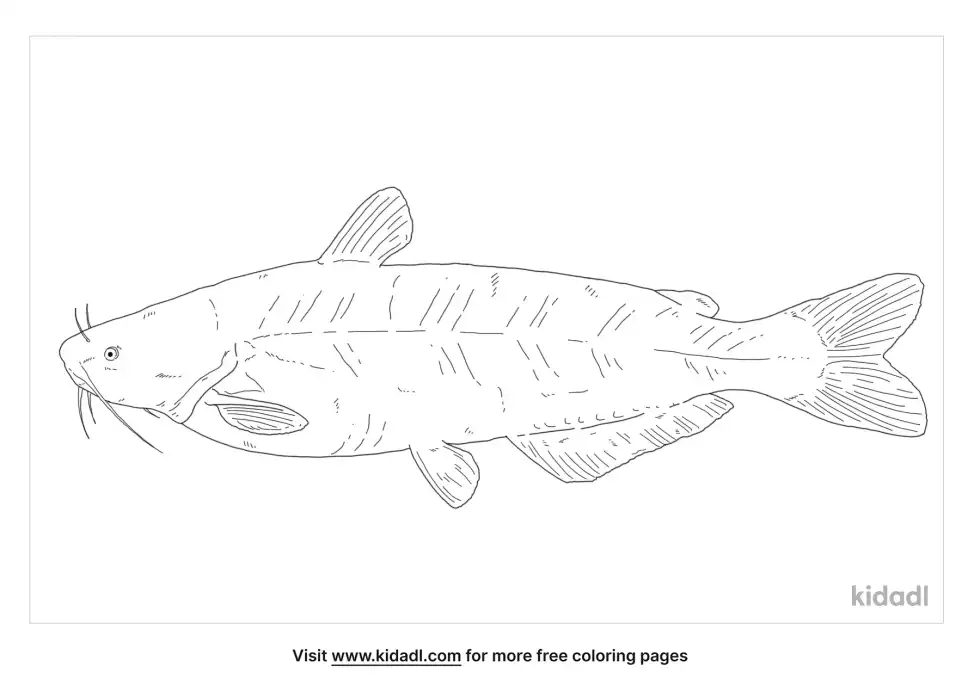 Blue Catfish Coloring Page