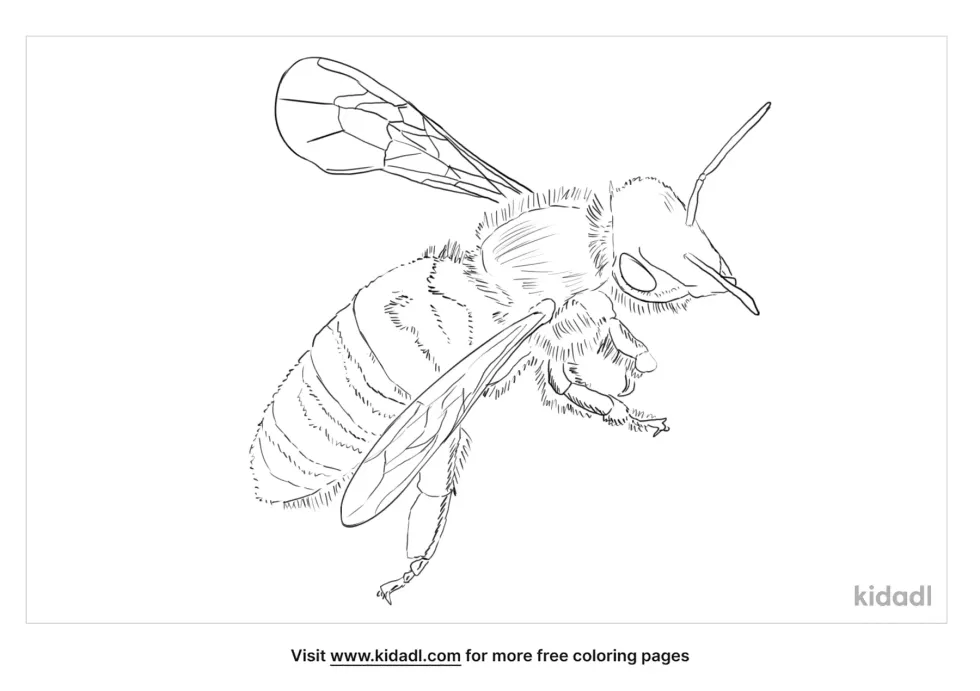 Parasitic Bees