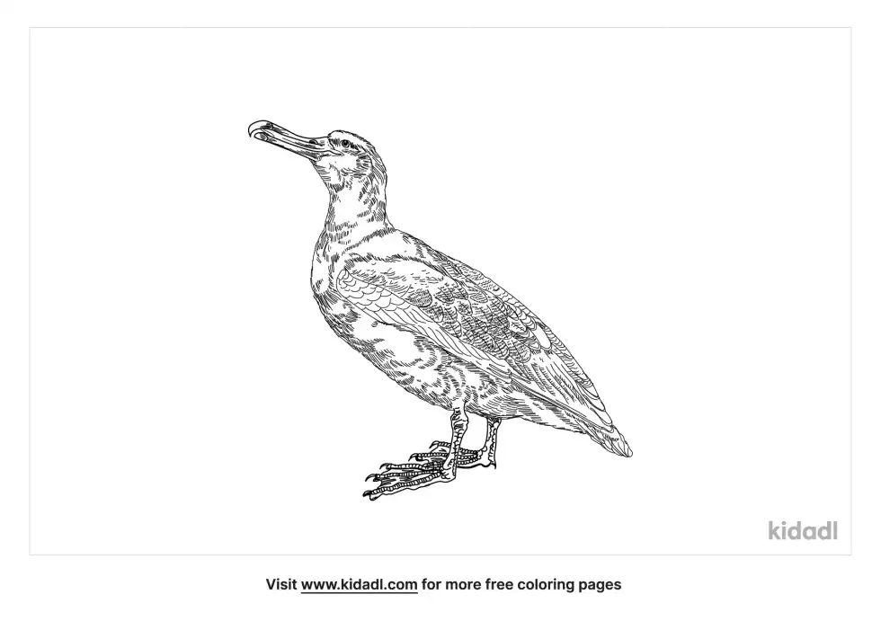 Wandering Albatross Coloring Page