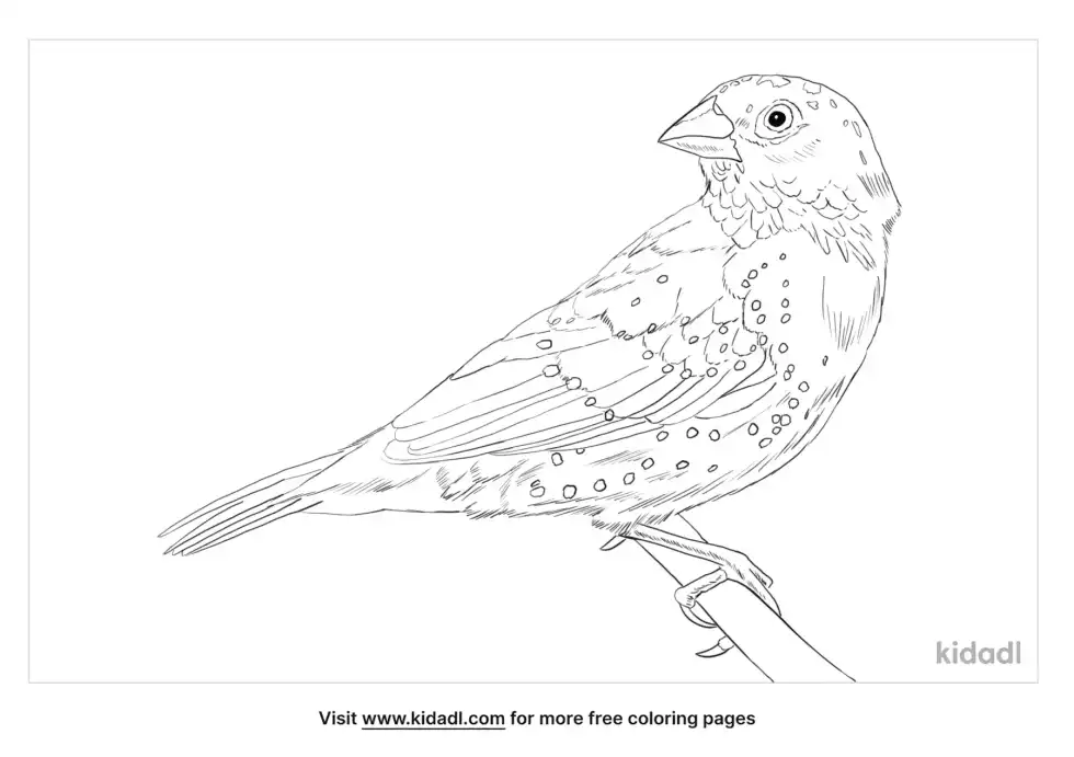 Strawberry Finch Coloring Page