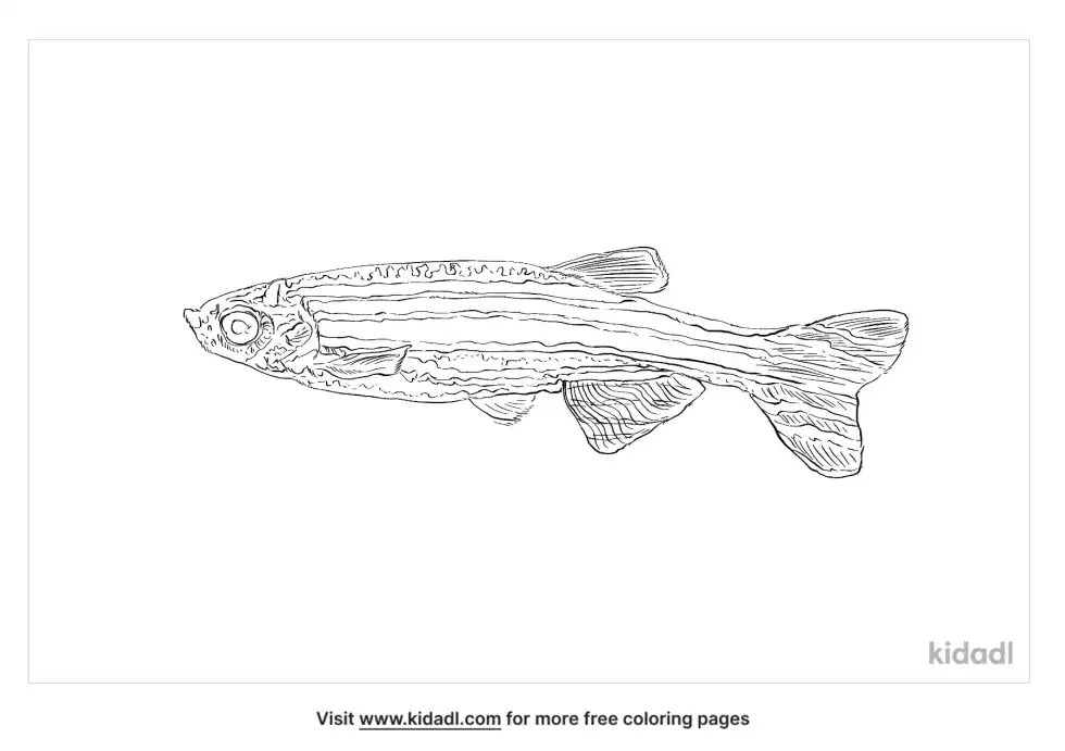 Danio Coloring Page