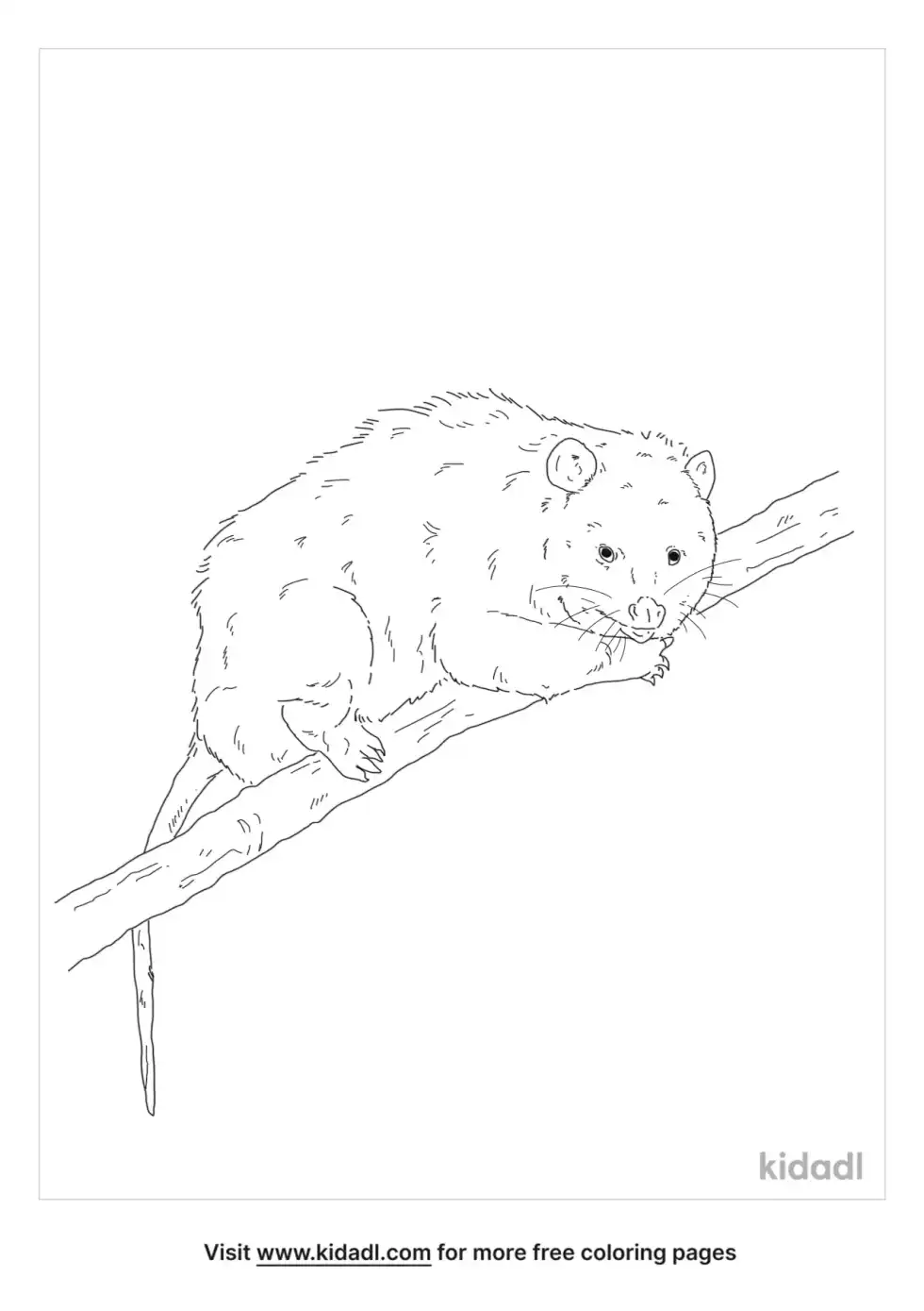 Virginia Opossum Coloring Page