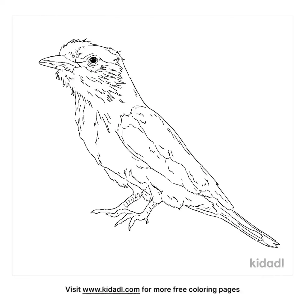 Indian Roller Coloring Page
