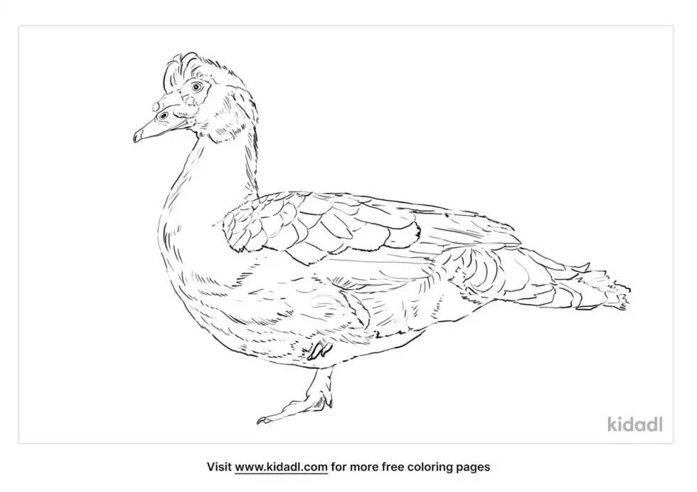 Muscovy Duck Coloring Page