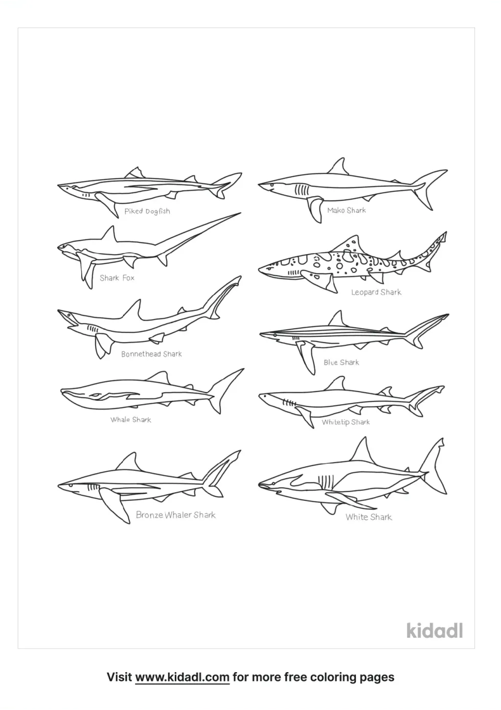Types Of Sharks