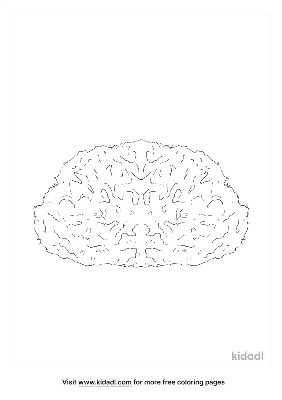 Sea Sponge Coloring Page