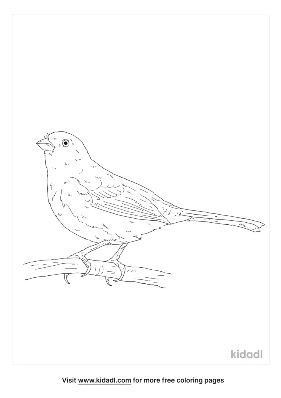 Eastern Towhee Coloring Page