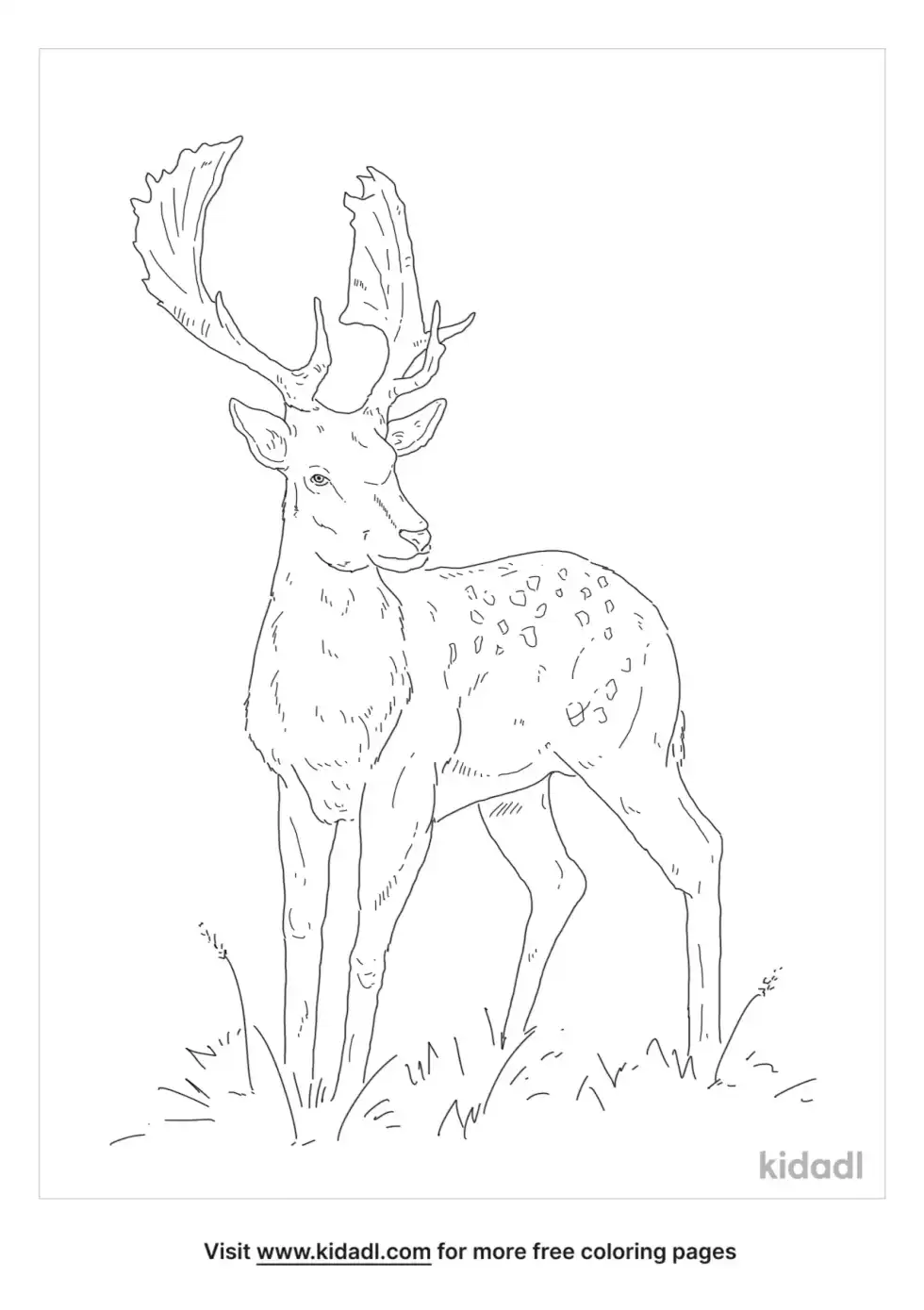 Fallow Deer Coloring Page
