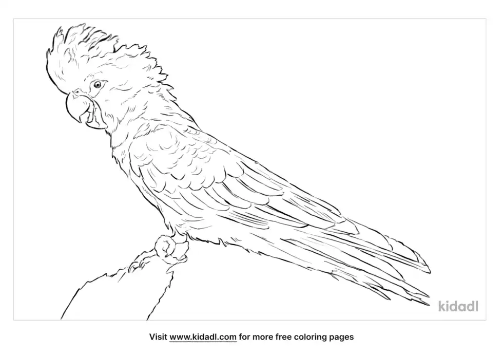 Glossy Black Cockatoo Coloring Page