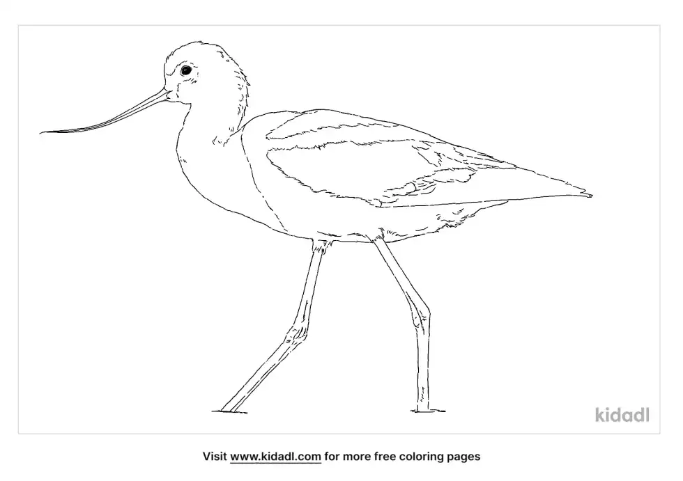American Avocet Coloring Page