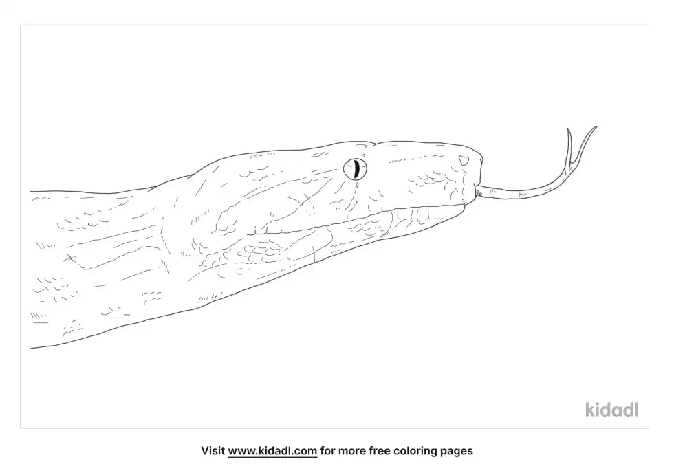 Boa Coloring Page