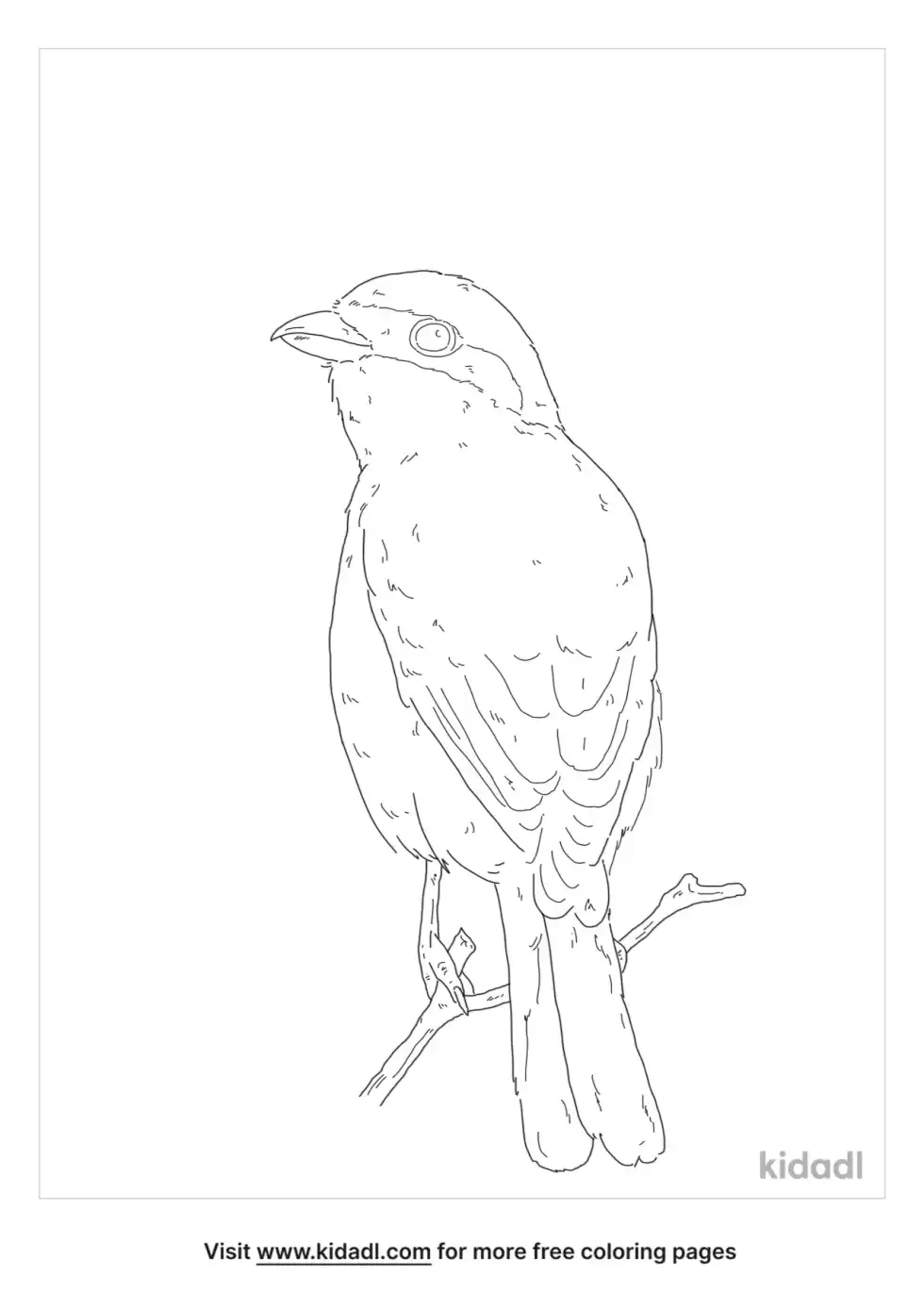 Red-Backed Shrike Coloring Page