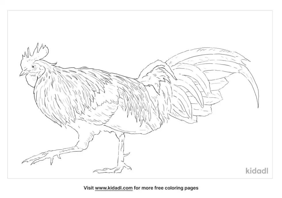 Red Junglefowl Coloring Page