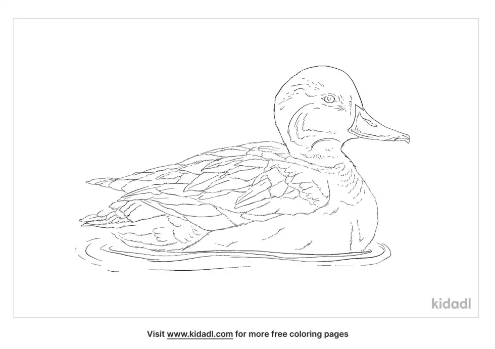 Red Head Duck Coloring Page