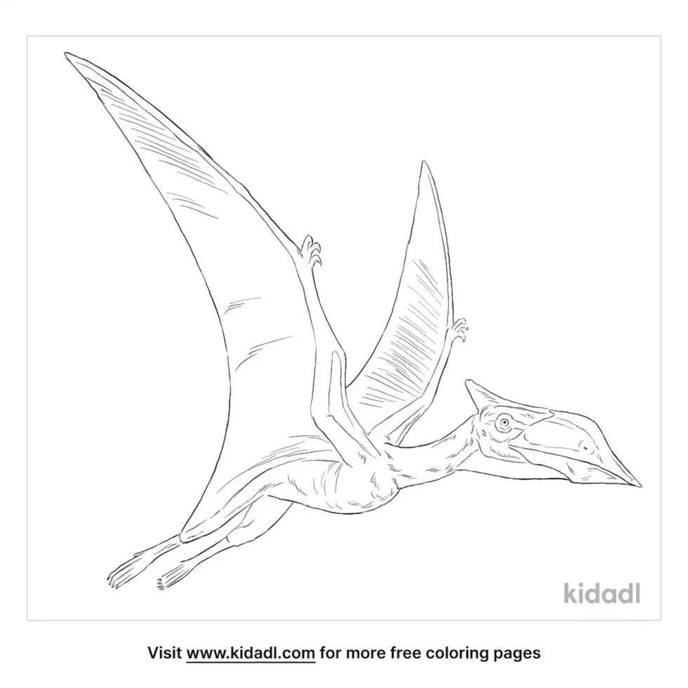 Sinopterus Coloring Page