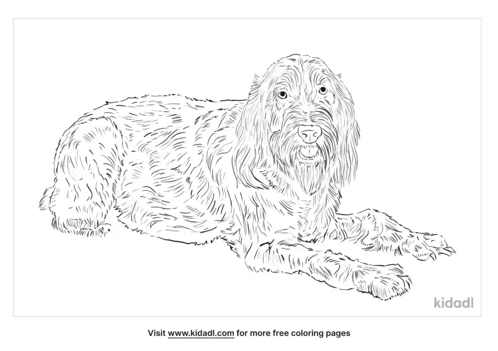 Cesky Fousek Coloring Page