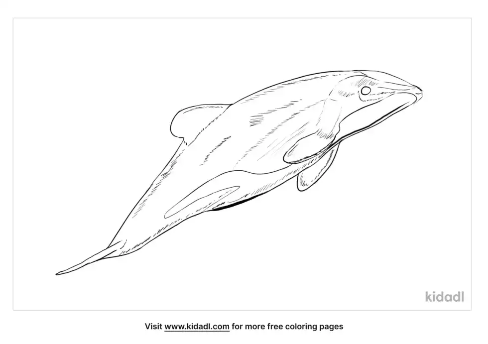 Hector's Dolphin Coloring Page