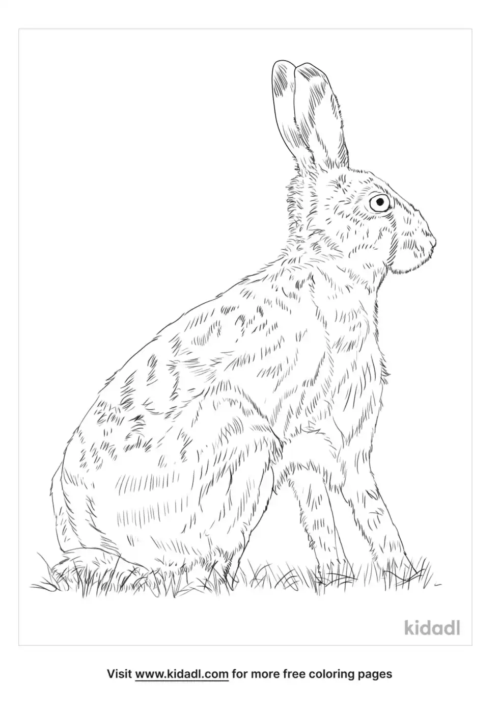Brown Hare Coloring Page
